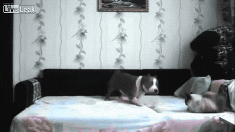 cat puts dog in place