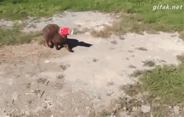 dog helps remove cup from cat's head
