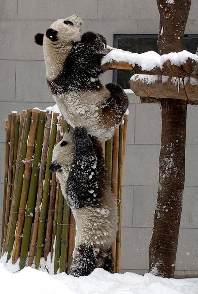 Animals Adorable Working Together