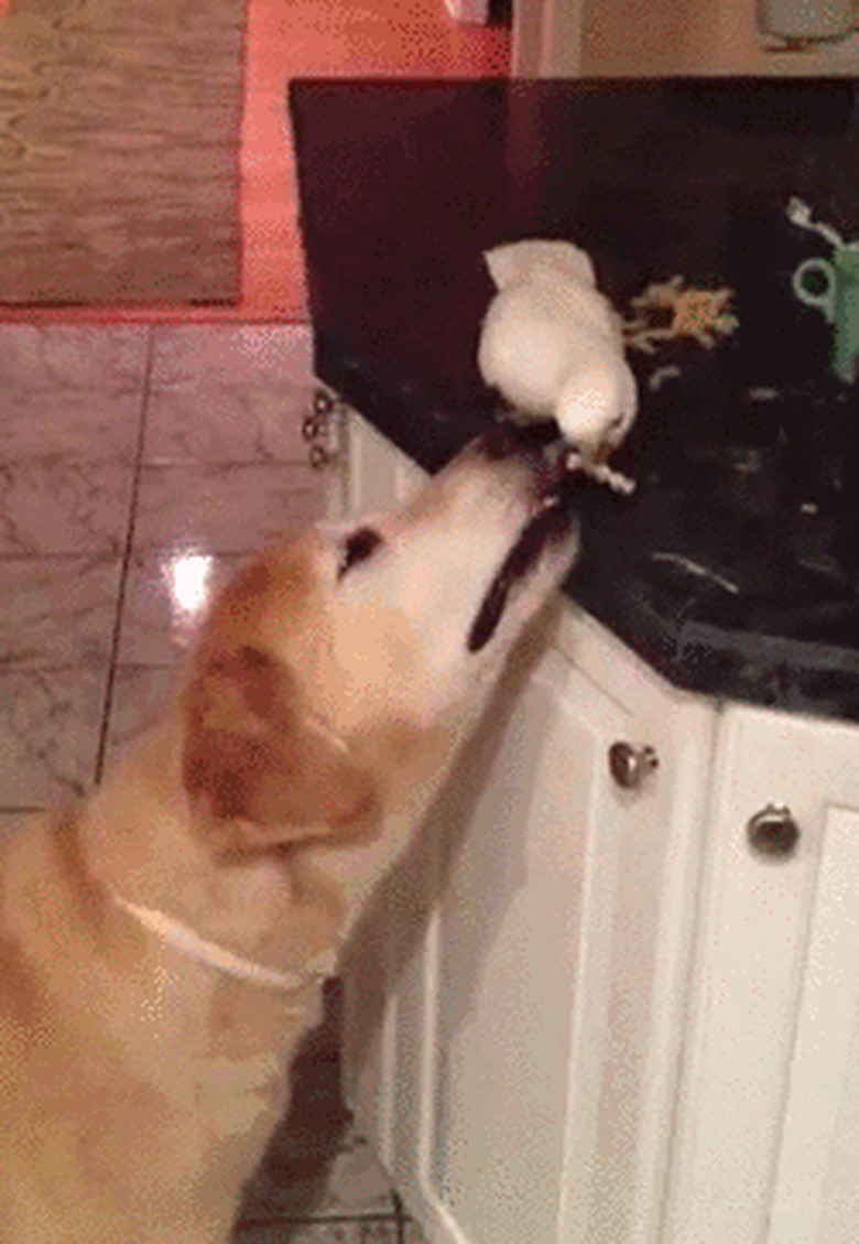 bird and dog share food