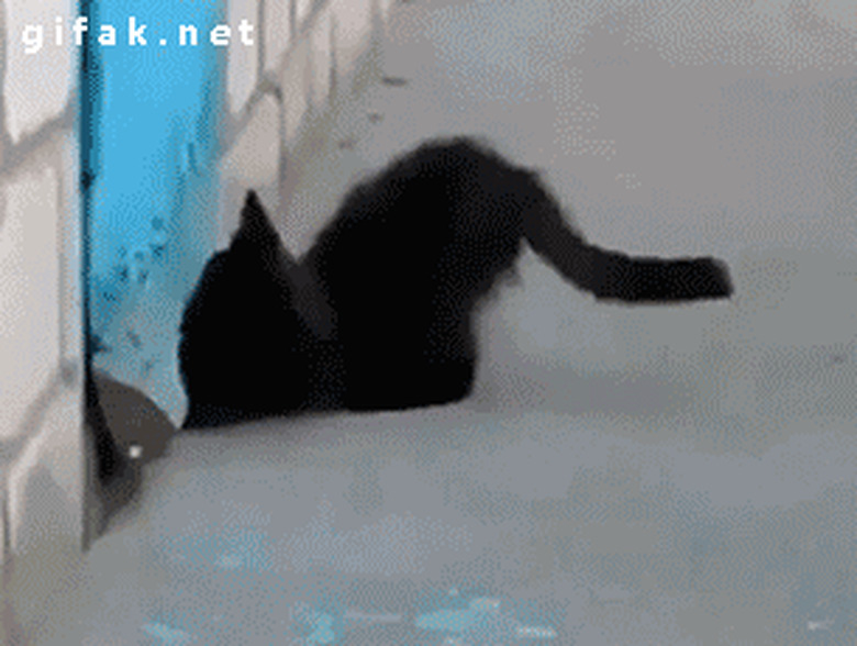 cat helps rescue stuck dog