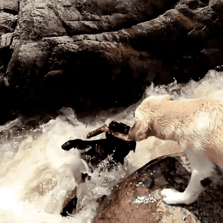 dog pulling second dog to safety