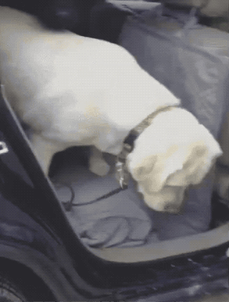 dog helps second dog exit car