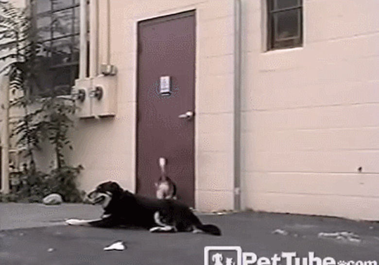 dog opens door for dog
