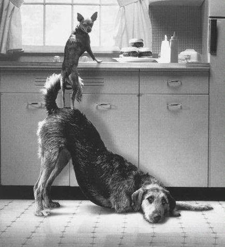 Animals Adorable Working Together
