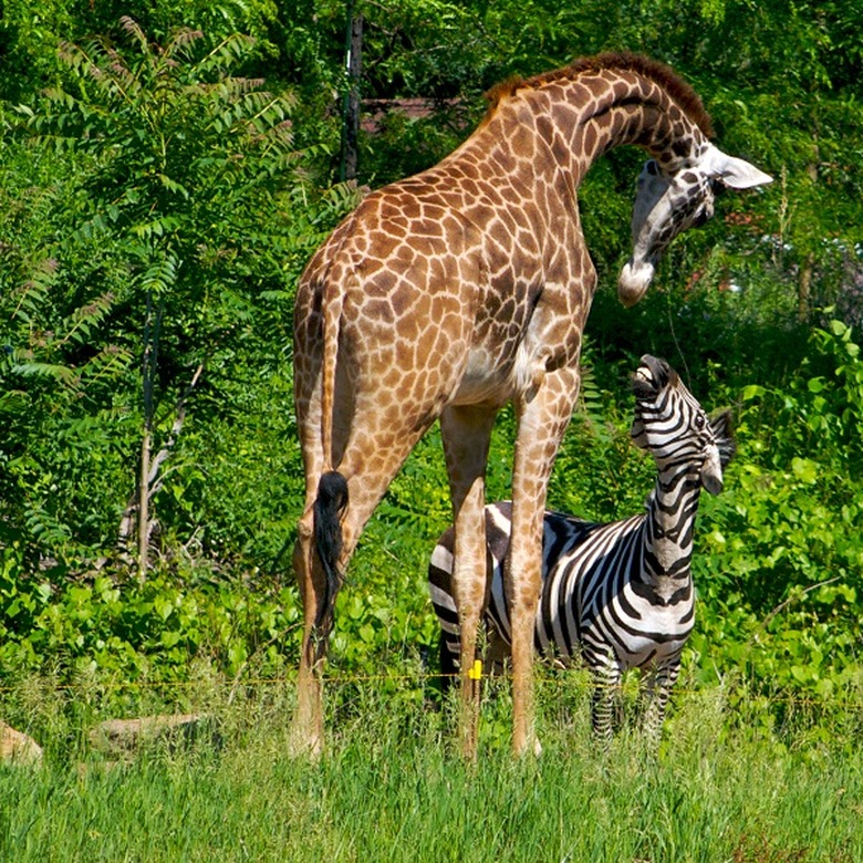 Animals Adorable Working Together
