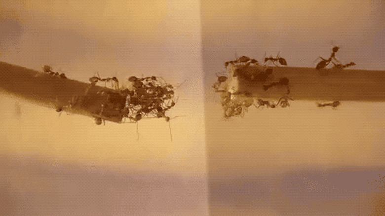 ants forming a bridge
