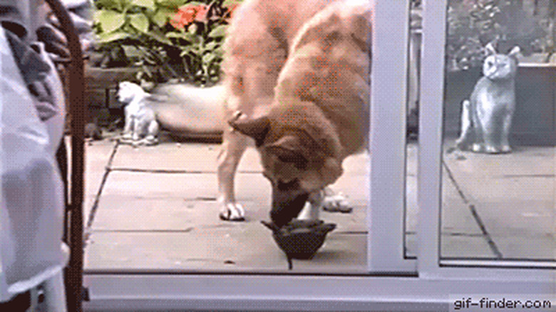 dog helping turtle