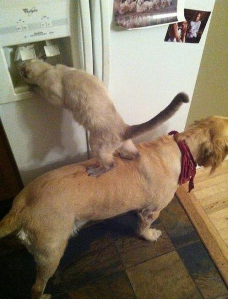 Animals Adorable Working Together