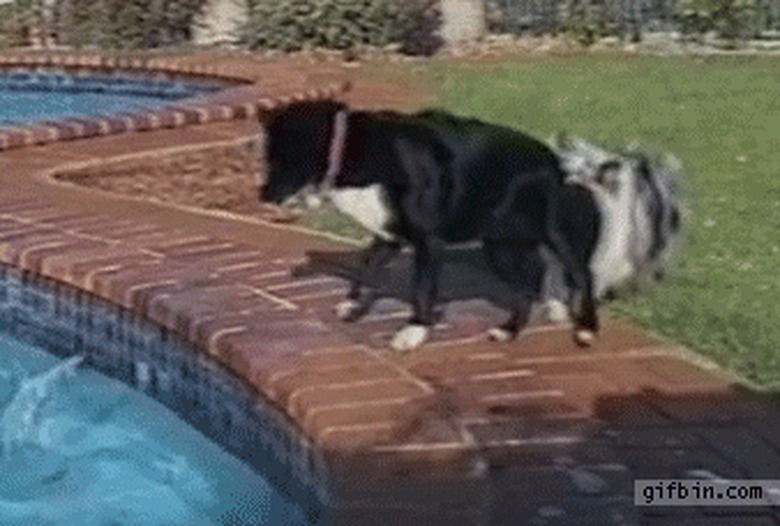 dog helps second dog retrieve tennis ball