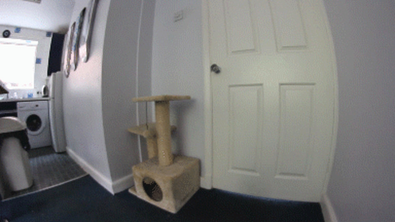 cat opens door for dog