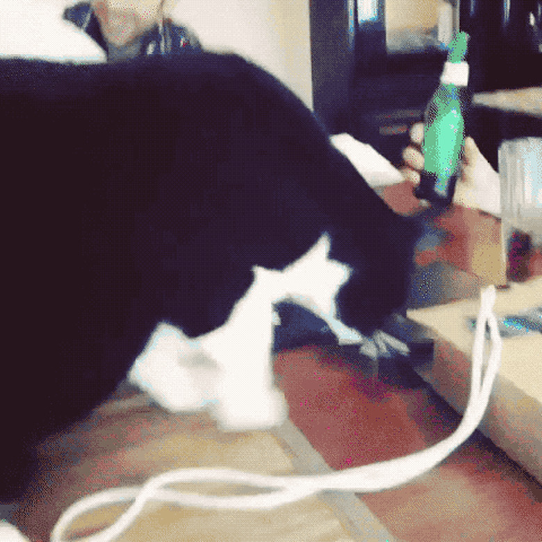 cat knocks food off table so dog can eat it
