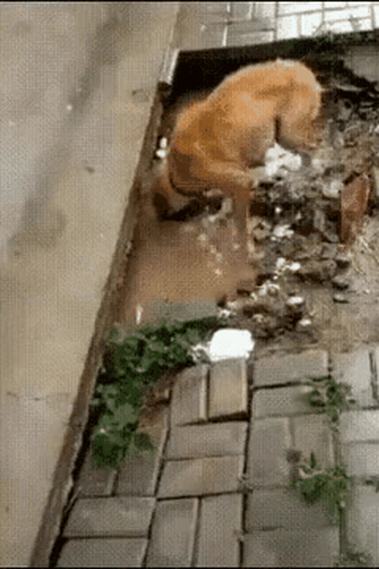 dog rescues cat from drainage ditch