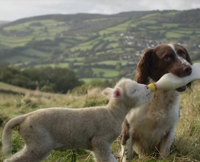 dog bottle feeds baby lamb