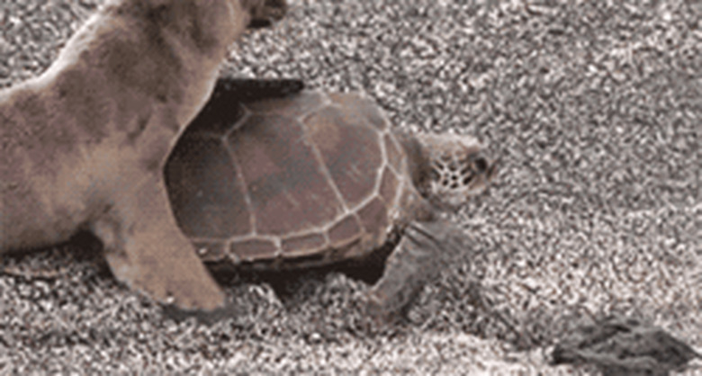 seal helps turtle get into water