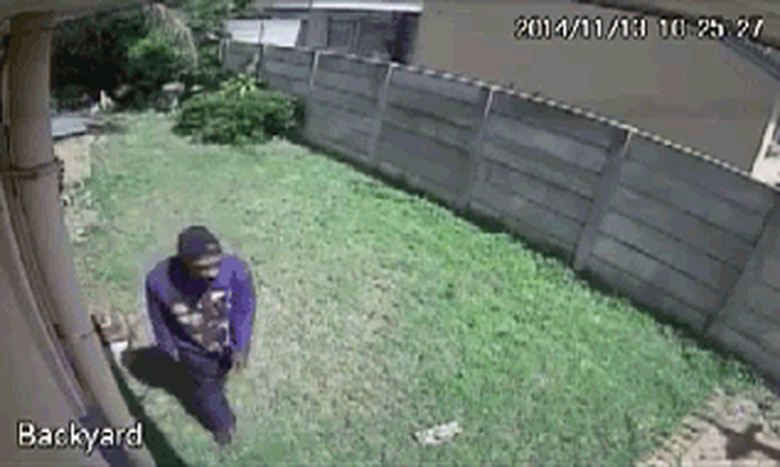 Guard Dog chases man