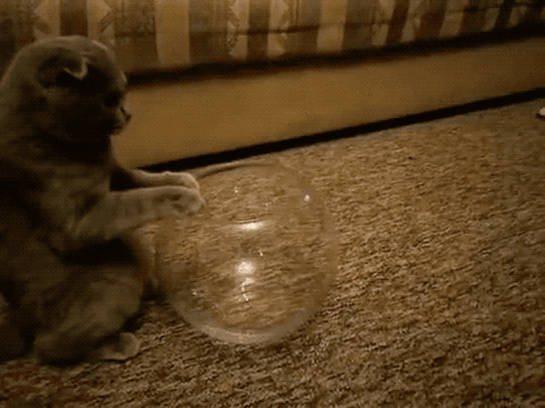 cat squeezing into glass bowl