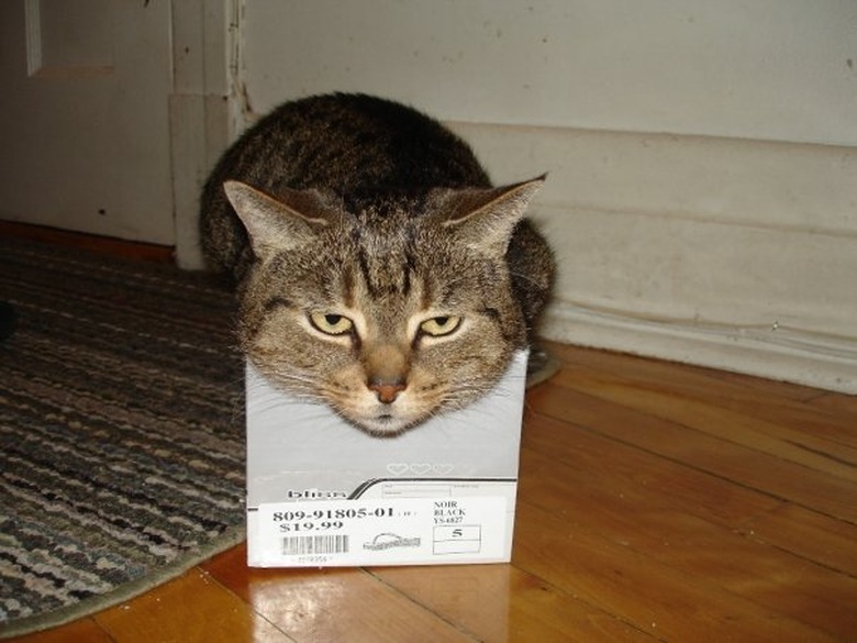 Cats Fitting Themselves into Weird Spaces