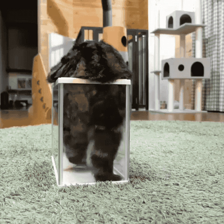 cat in glass container