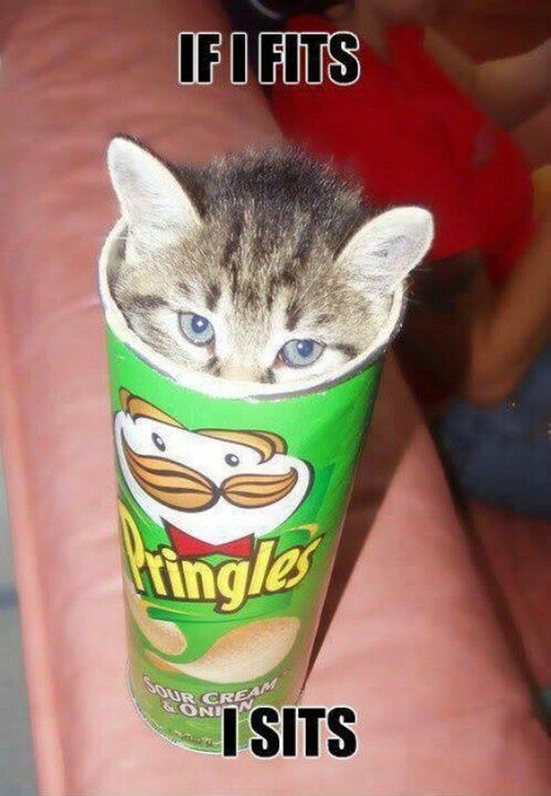 Cats Fitting Themselves into Weird Spaces