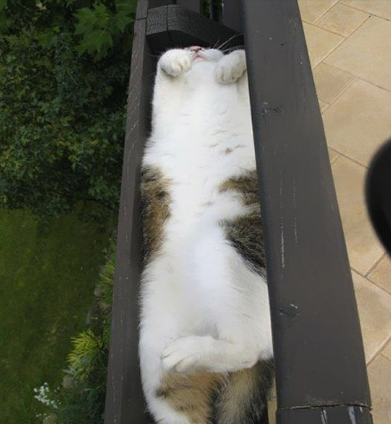 Cats Fitting Themselves into Weird Spaces
