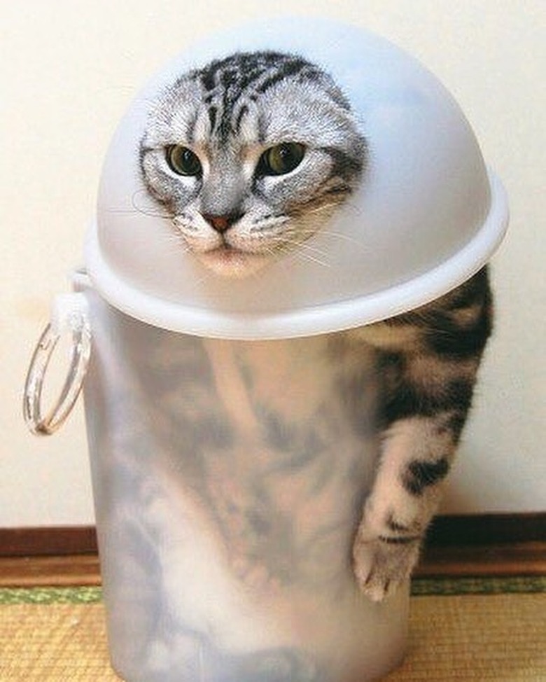 cat in trash can