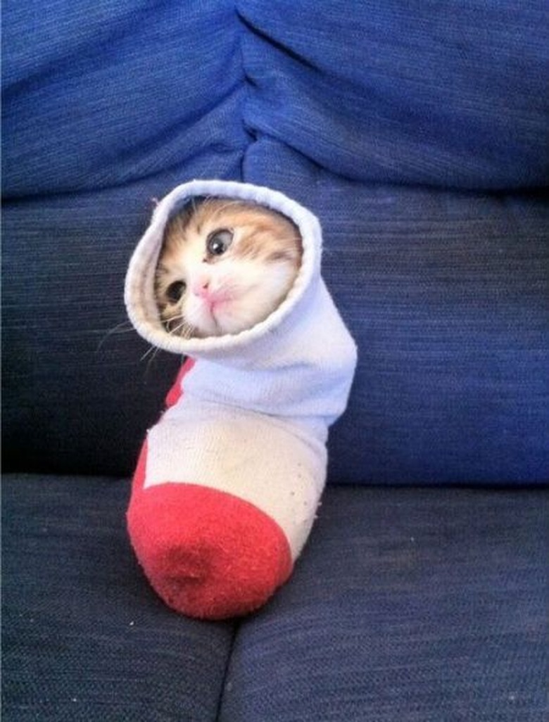Cats Fitting Themselves into Weird Spaces