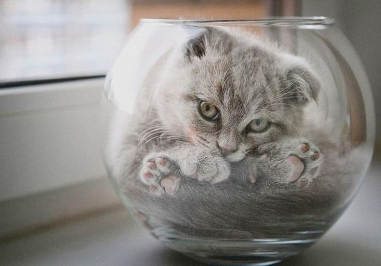 cat sleeping in glass bowl