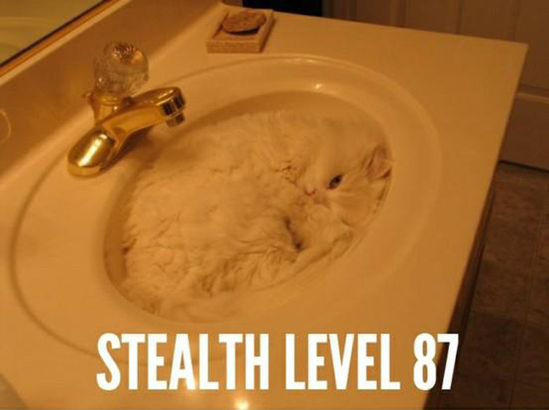 Cats Fitting Themselves into Weird Spaces
