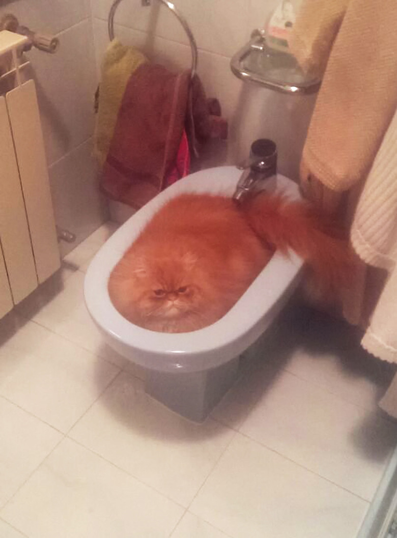 Cats Fitting Themselves into Weird Spaces