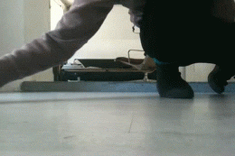 kitten chases man's hand