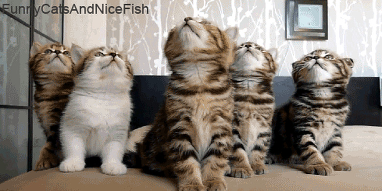 kittens moving head up and down in unison