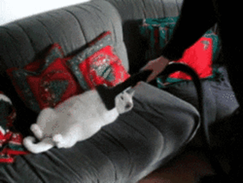 cat loves being vacuumed