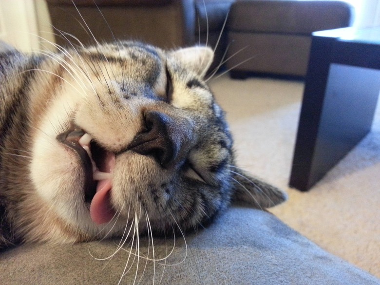 Cat passed out after a big catnip party