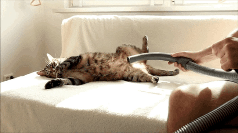 cat loves being vacuumed