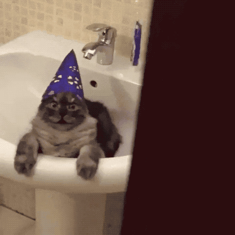 cat in wizard hat high on cat nip