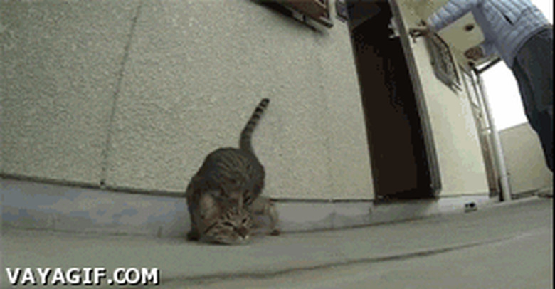 cat high on cat nip