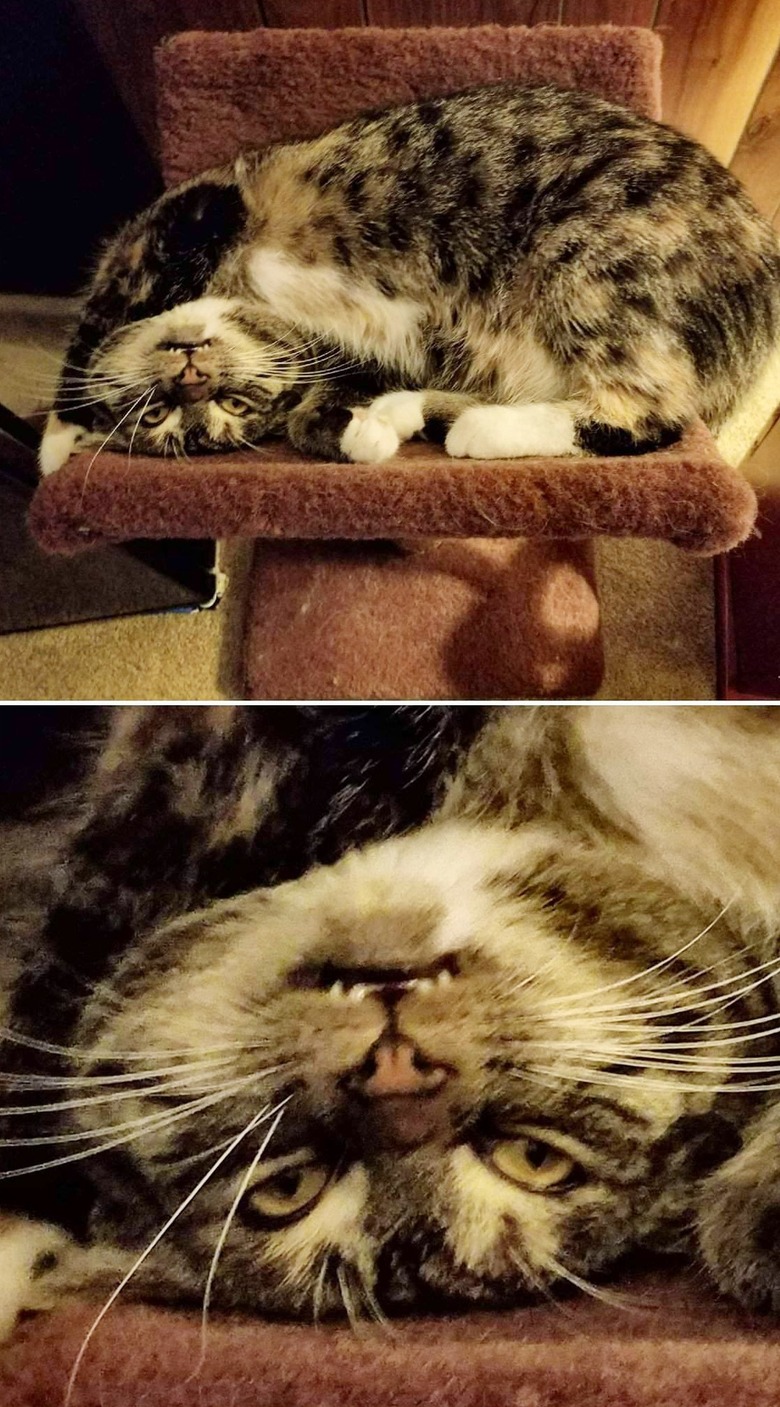 cat with crazy smile