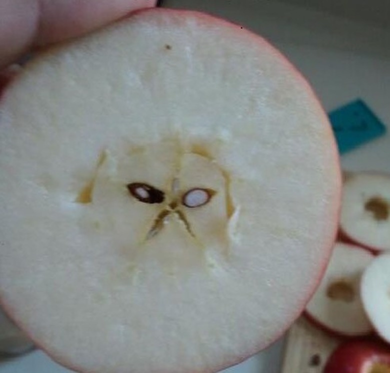 Apple core that looks like a cat