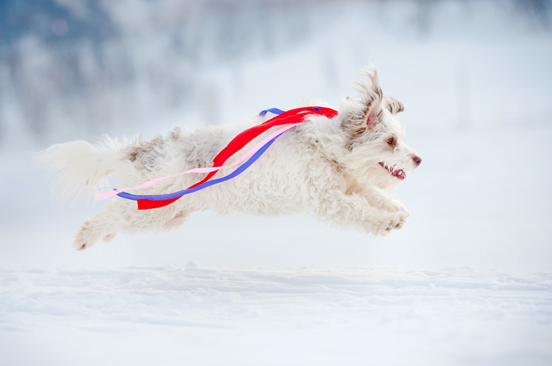 funny curly dog running fast