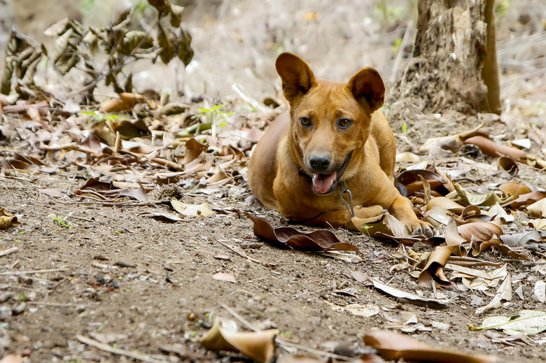 hunting dog resting after hunting wild boar