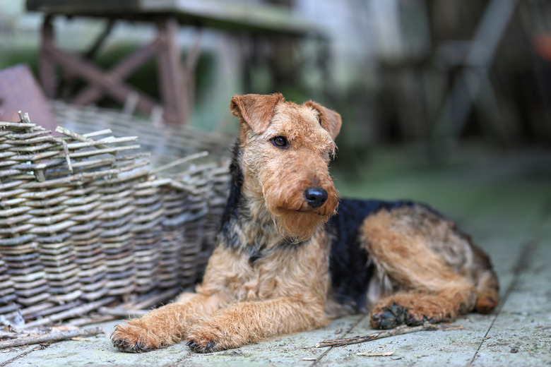 Welsh Terrier hunting dog