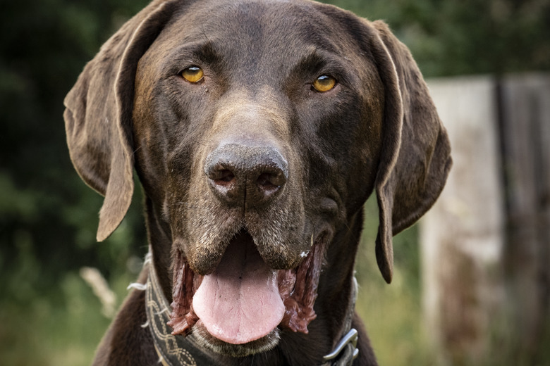 Dog German Shorthaired Pointer Deutsch Kurzhaar portrait