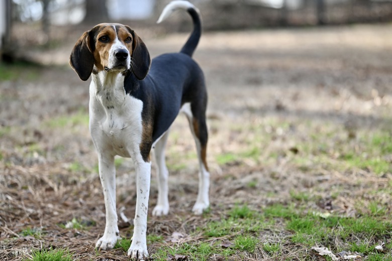 A Treeing Walker Coonhound standing outside front view