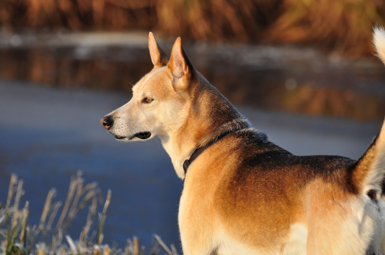 Spanish Podenco on the hunt