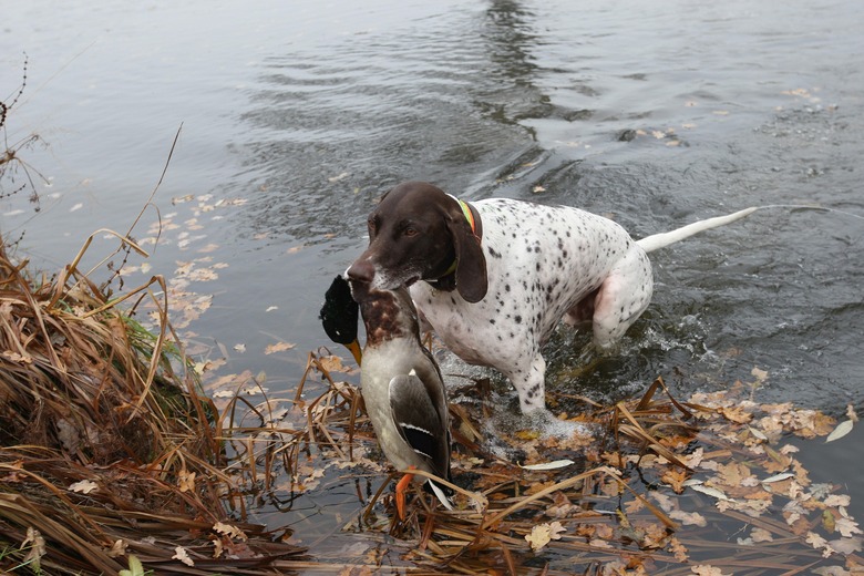 Hunting dog German Shorthair retrieves hunted mallard Anas platyrhynchos Lower Austria