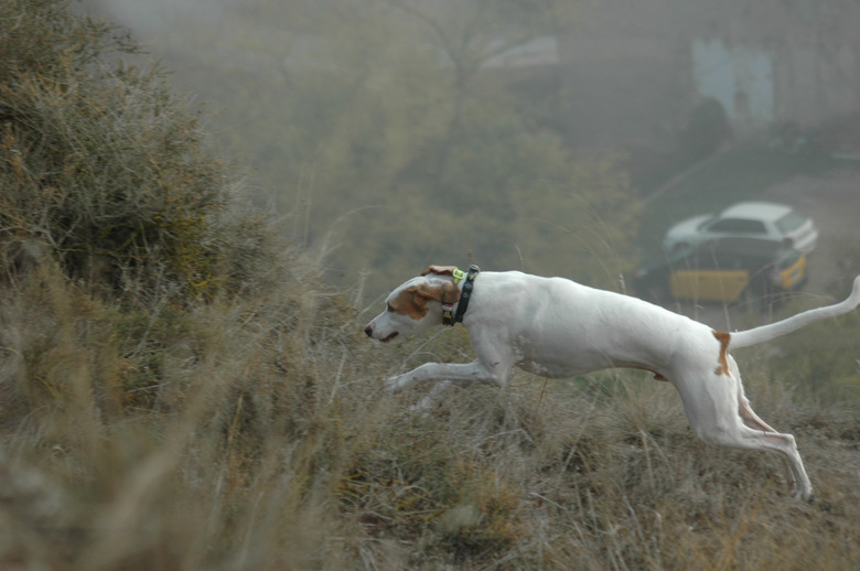 Hunting dog
