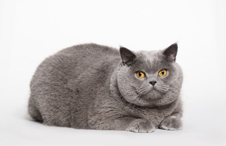 Big British Shorthair Cat