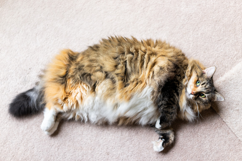 Closeup flat top lay view down below of calico maine coon cat lying on carpet in room looking up