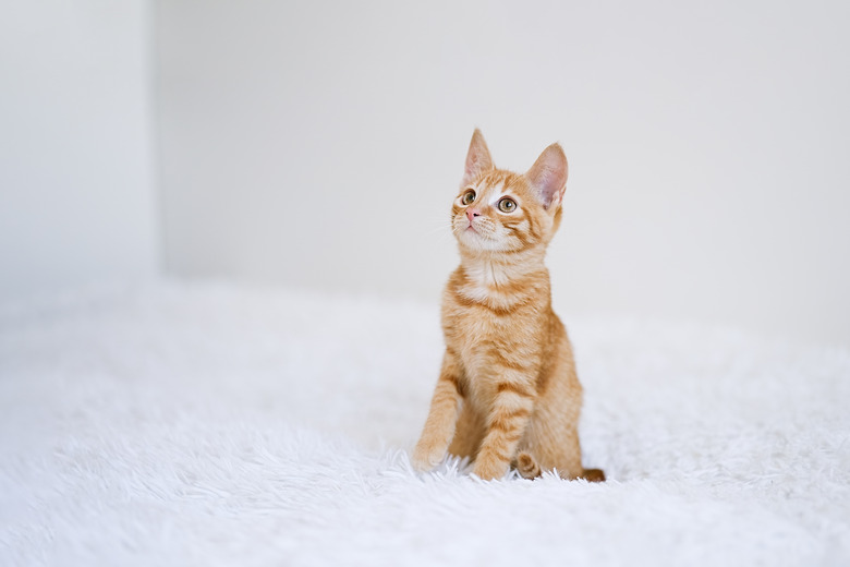 Kitten on a white blanket